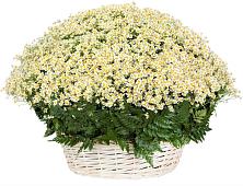 Цветочная композиция из Ромашки в корзине #REPLACE_PRED# Лабытнангах